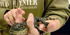 Members Mingle with Animals at Oatland Island Wildlife Center