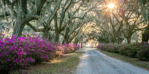 Vote for Savannah in the 2019 Condé Nast Traveler Readers’ Choice Awards!