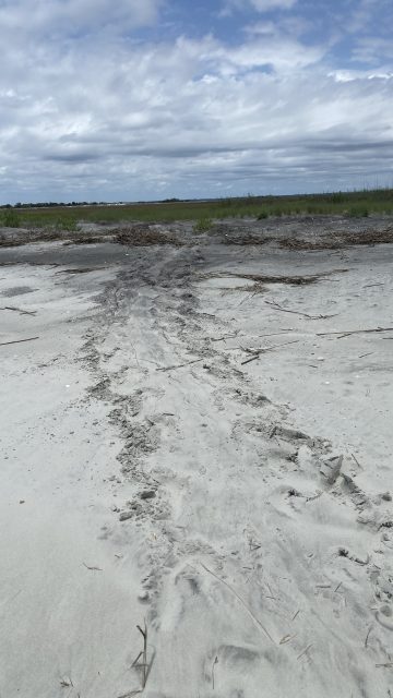 Fresh Loggerhead Sea Turtle tracks:)