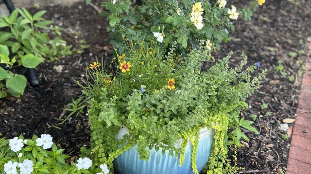 In the Courtyard Garden